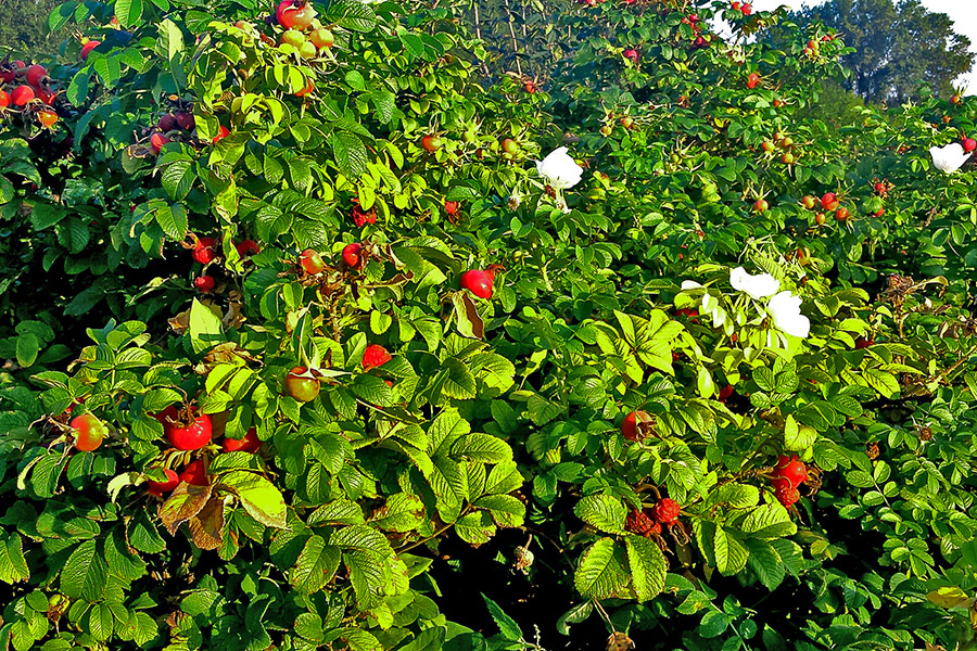 Perennials in the DĘBSCY nursery