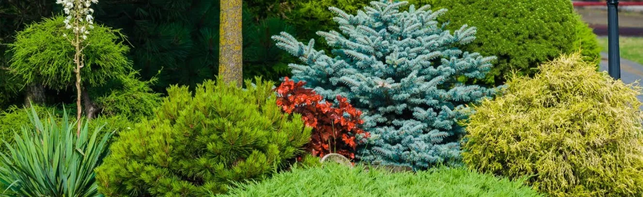 Deciduous Plants Catalog