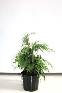 Cypresses