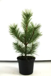 Pine