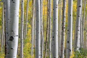 Birch